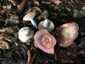Ráncos galambgomba (Russula vesca), Zemplén